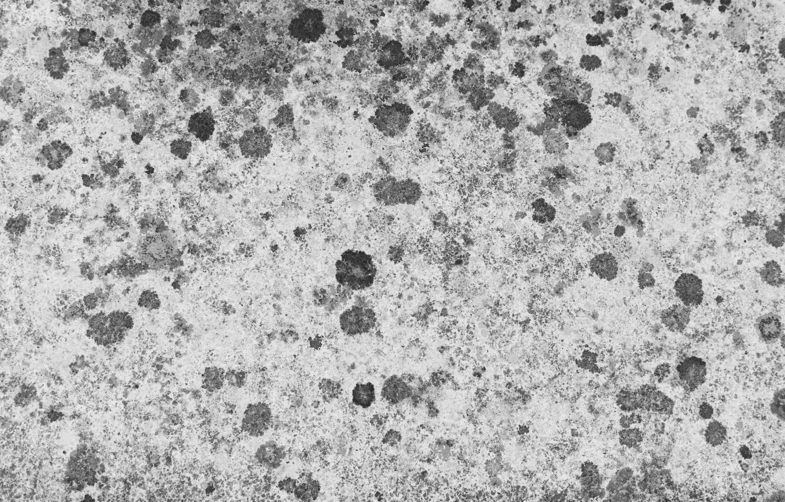 Schwarzschimmel an der Wand in einem feuchten Kellerraum – Ursachen und Bekämpfung mit der Schmitt GmbH