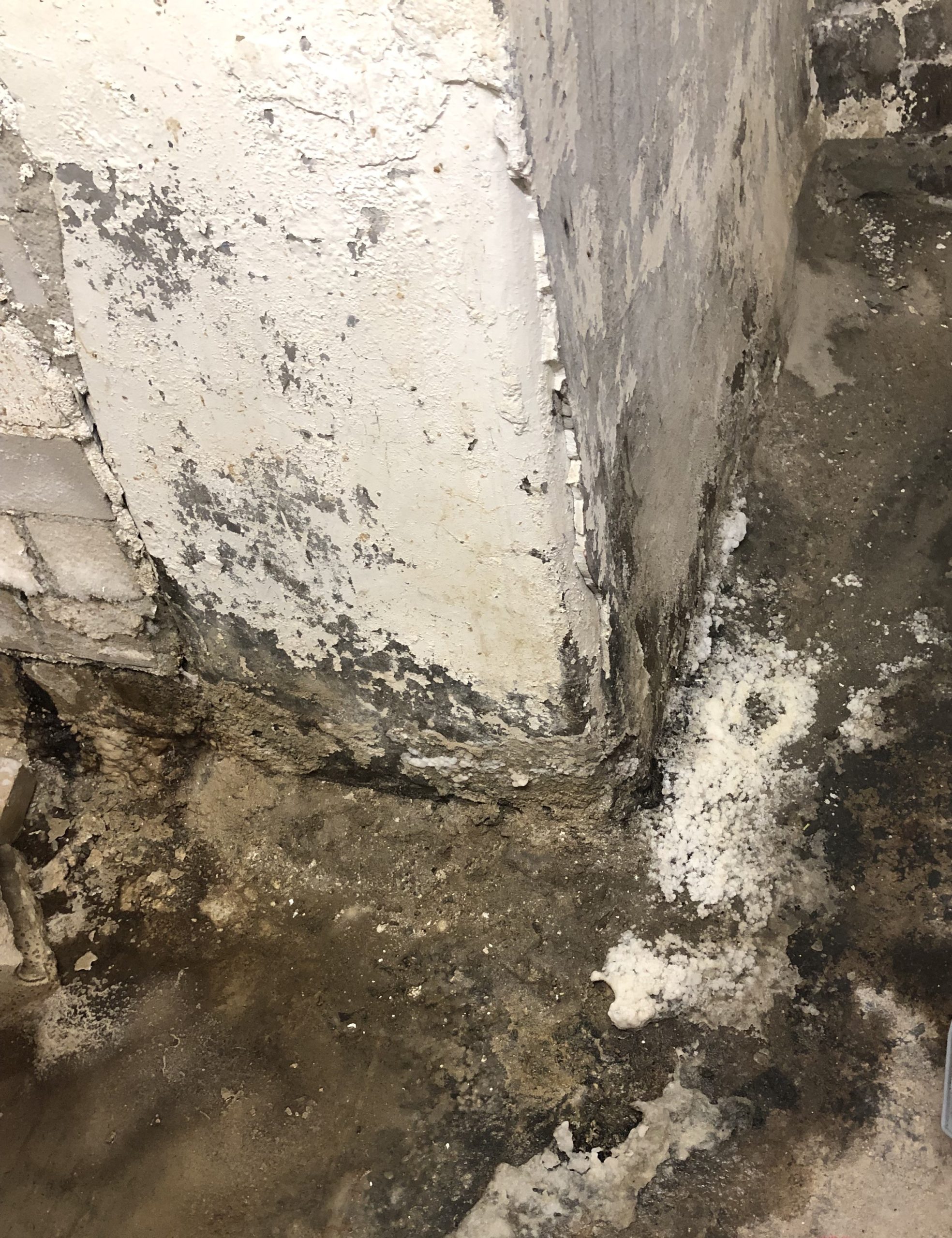 Feuchte Kellerwand im Sockelbereich mit aufsteigender Feuchtigkeit – Schmitt GmbH saniert und dichtet zuverlässig von innen ab.