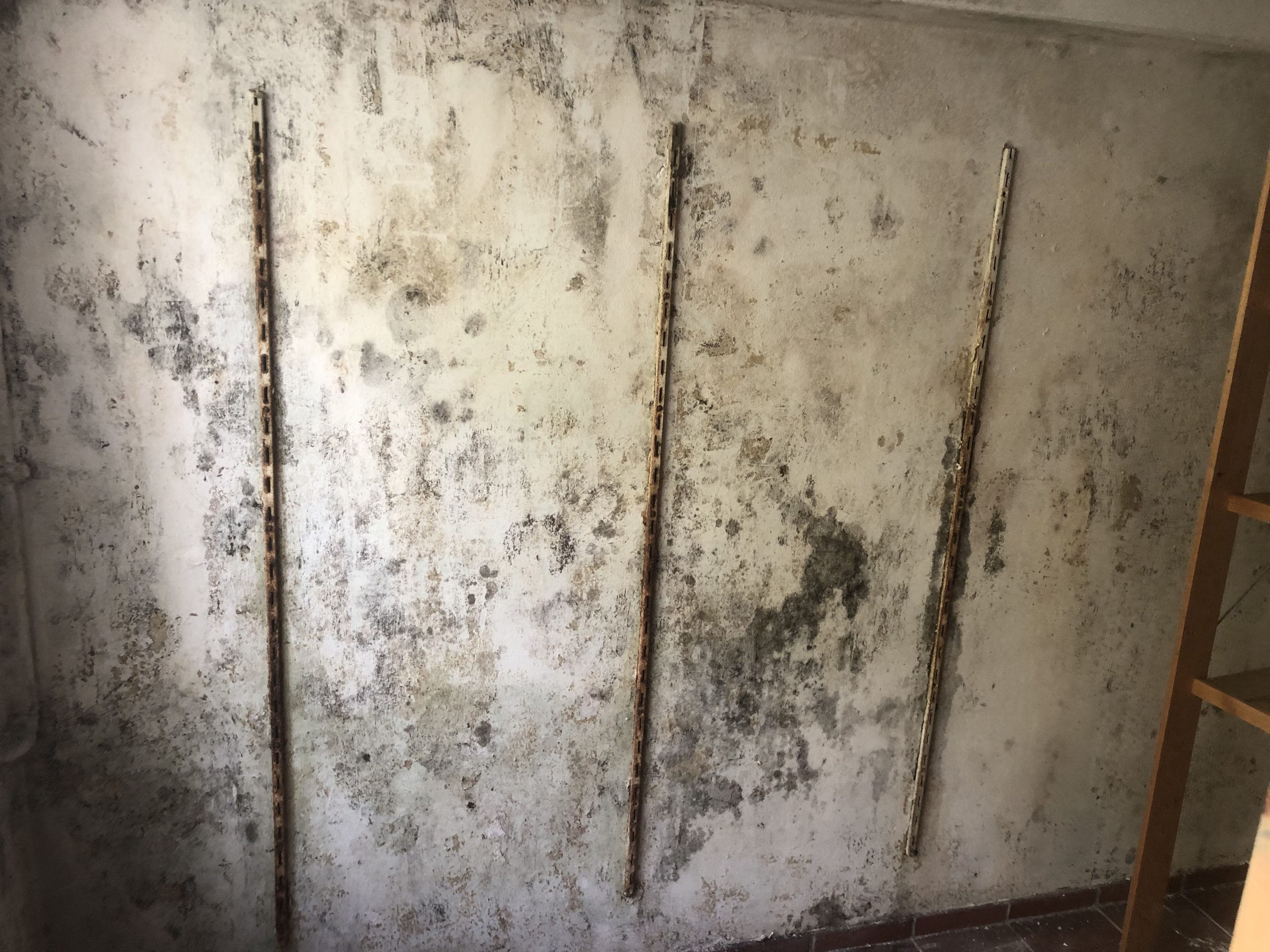Feuchter Keller mit Schimmel und nassen Wänden in Wiesbaden – typischer Schaden im Herbst